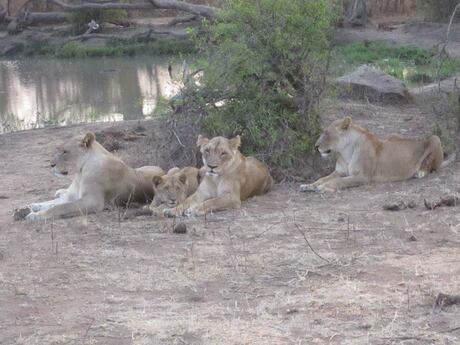 Lions by the waterhole