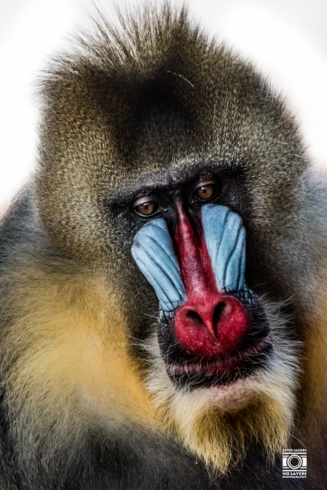 Mandril