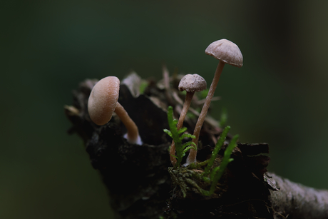 Leuke paddenstoelen 