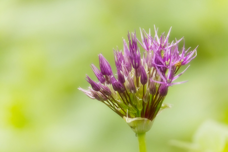 Sierui ( Allium Cristophii )