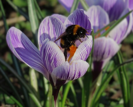 Hommel in krokus