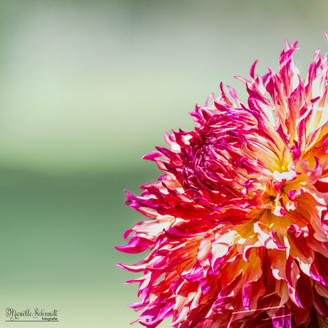 Dahlia 