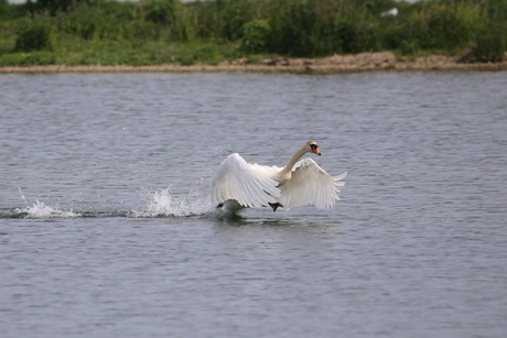 Lopen over het water