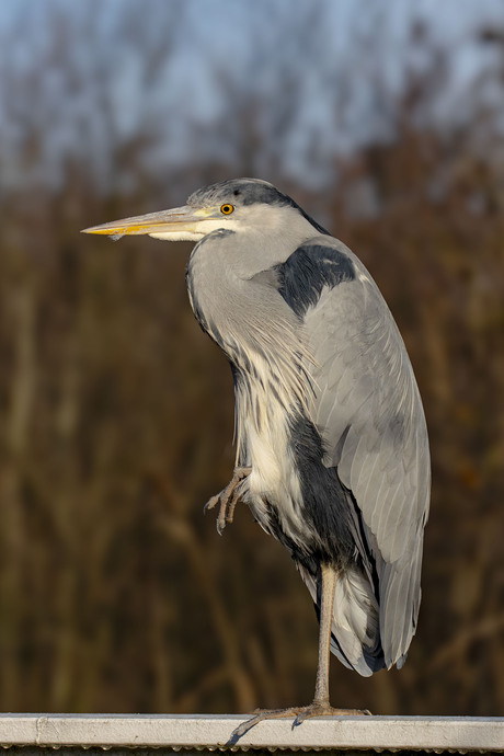 Blauwe reiger op de evenwichtsbalk