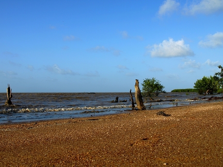 Coast of Suriname