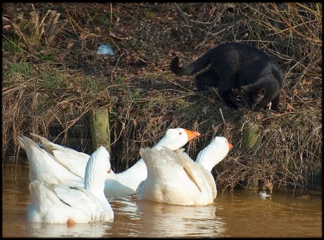 Als kat en ...gans