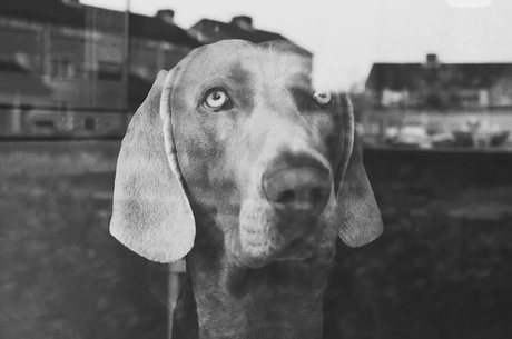 Weimaraner achter het raam