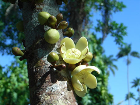 bijzondere bloem / vrucht in jamaica
