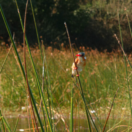 IJsvogel in de wind.jpg