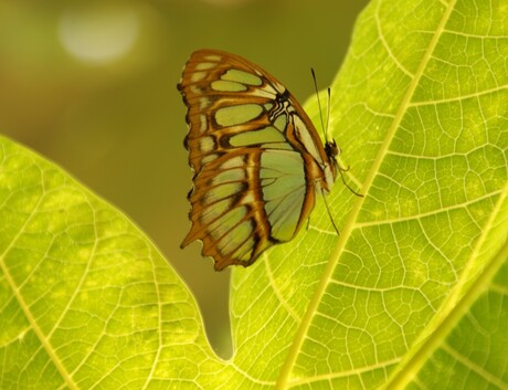 vlinder in t groen