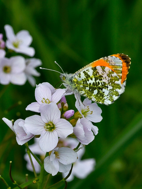 Oranjetipje mannetje 