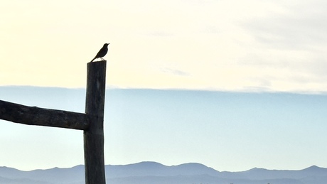 Vogel in de morgen