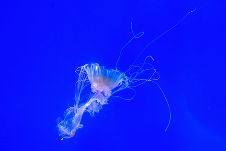 Blue blue electric blue (1)