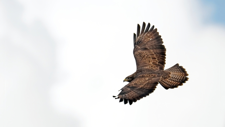 Buizerd.