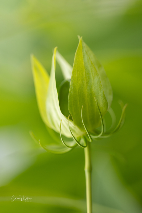 Green hibiscus bud 