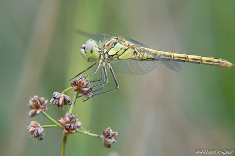 Bruinrode heidelibel (Sympetrum striolatum)