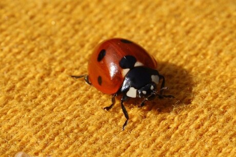 Lady bug