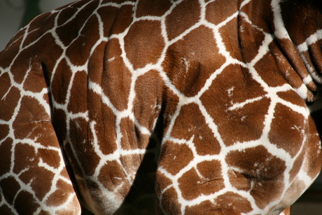 Giraffe huid