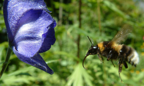 Hommel en bloem