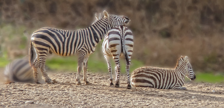 Burgers Zoo-Zebra