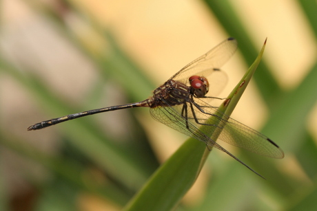 Libelle in Costa Rica