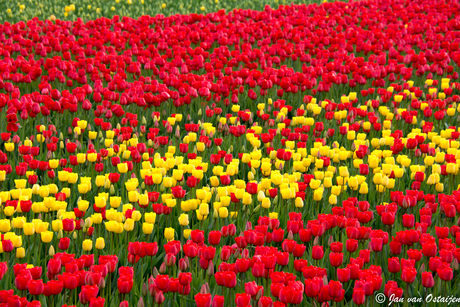 tulpen in bloei