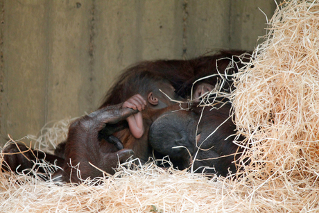 Baby OrangOetan Ouwehands Dierenpark