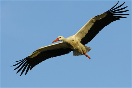 Ooievaar in vlucht