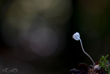 Melksteelmycena in de spotlight