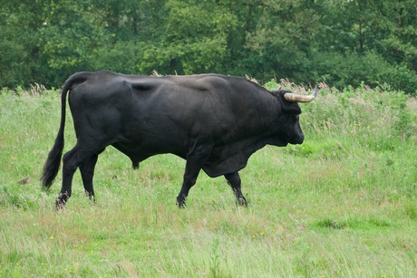 Sayaguesa (stier) 2