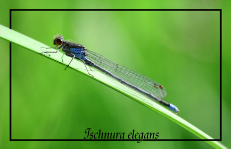 Ischnura elegans