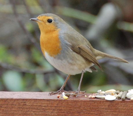 Roodborst op Hout