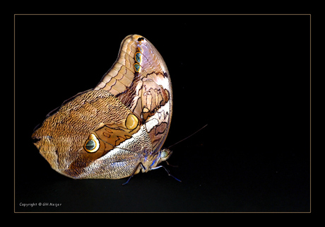 Caligo atreus