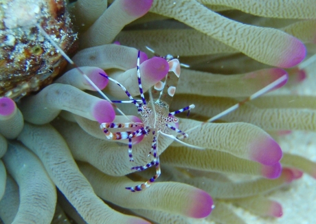 Curacao, annemoongarnaal