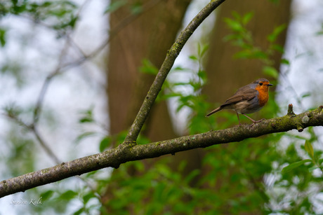 Roodborst 