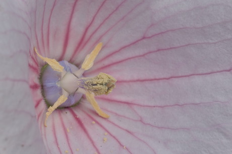 Shoot Your Shot (The Rocksong series)