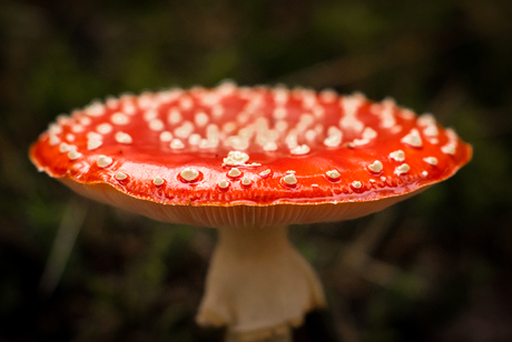 Rood met witte stippen