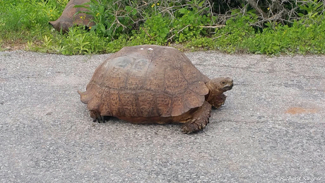 Panterschildpad of Luipaardschildpad (Stigmochelys pardalis)