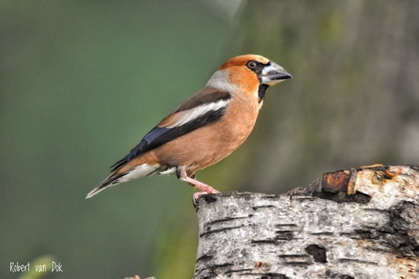 Appelvink 