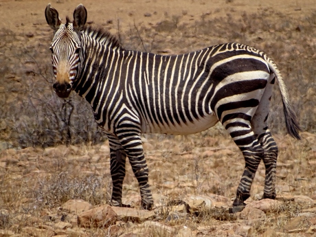 zebra (zuid Afrika) - van eddyhofland - Dieren -