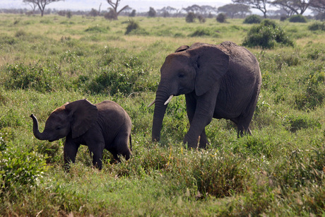 olifant met jong