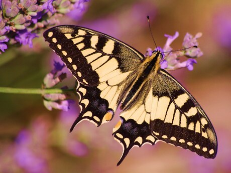 Papilio Machaon (1)