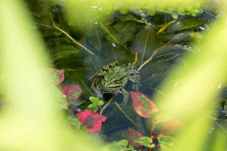 Groene kikker