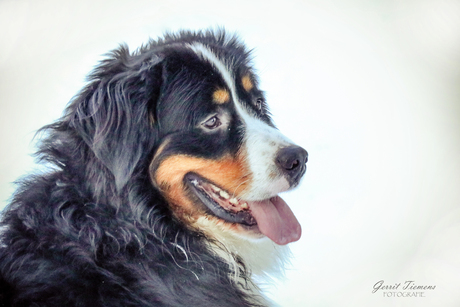 Bernese mountain dog in de sneeuw