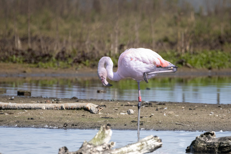 Flamingo