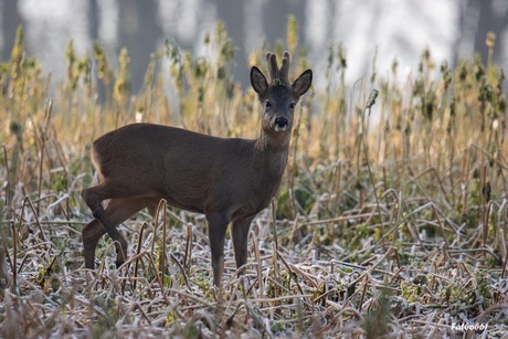 Reebokje op de weide Anstelvallei