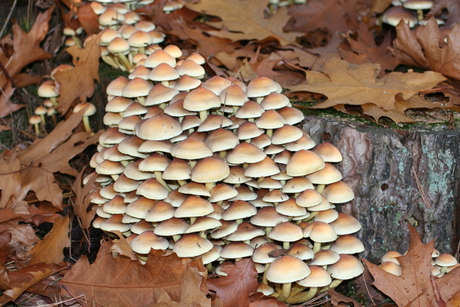 paddestoelen