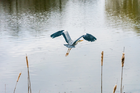 Blauwe reiger