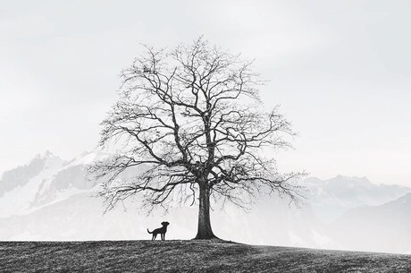 The dog and the tree
