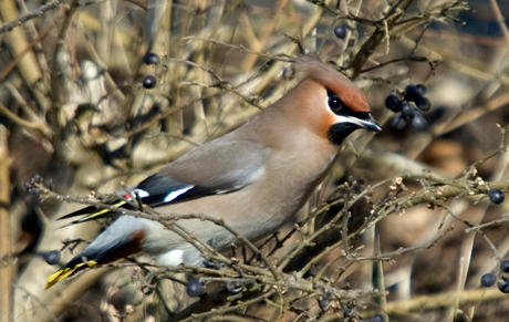 Pestvogels